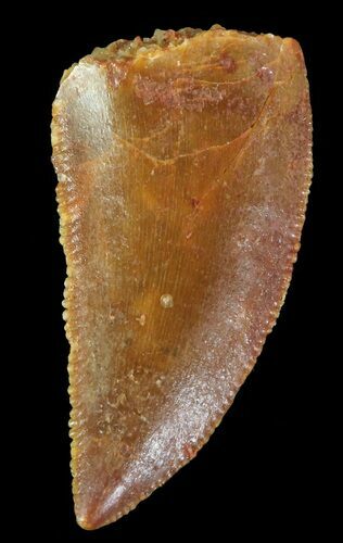 Serrated, Raptor Tooth - Morocco #72615